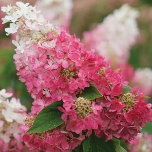 Hortensja bukietowa 'Pinky Winky'®
