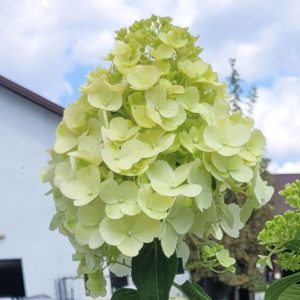 Hortensja bukietowa 'Polar Bear'®