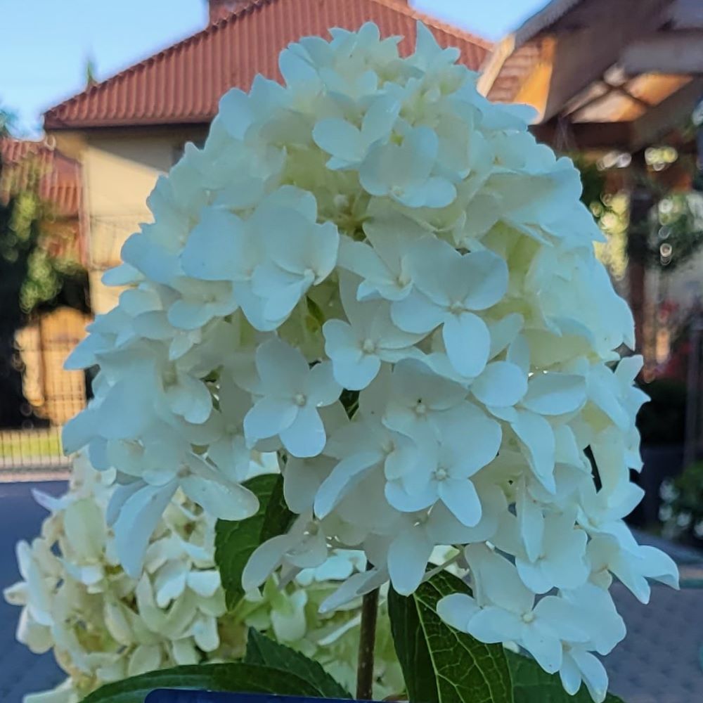 Hortensja Bukietowa 'Skyfall'®