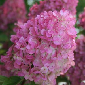 Hortensja bukietowa 'Sundae Fraise'®