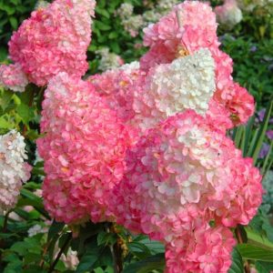 Hortensja bukietowa 'Vanille Fraise'®