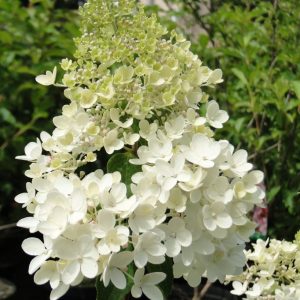 Hortensja Bukietowa 'Grandiflora’