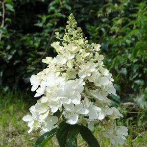 Hortensja bukietowa 'Unique'