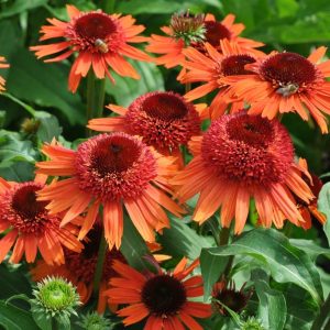 Jeżówka 'Carrot Cake'