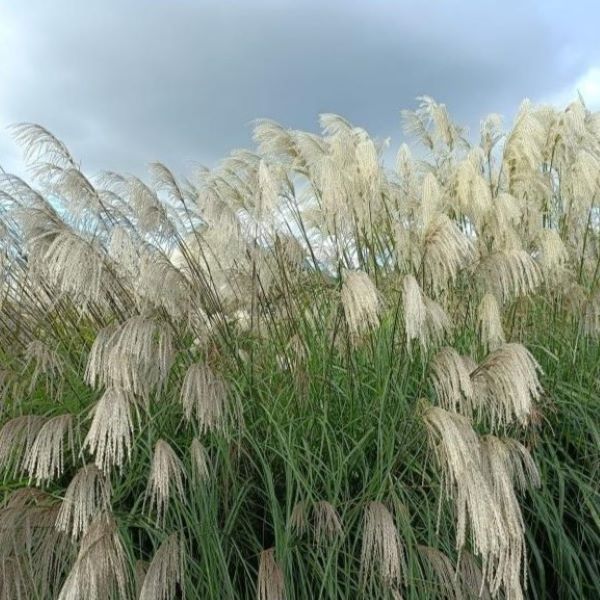 Miskant Chiński 'Beth Chatto'