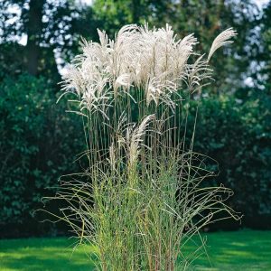 Miskant Chiński 'Goliath'