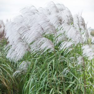 Miskant Chiński 'Memory'