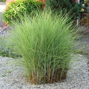 Miskant Chiński 'Morning Light’