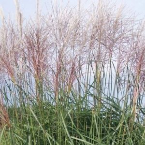 Miskant Chiński 'Rosi'