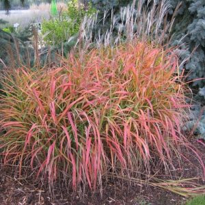 Miskant Chiński 'Purple Fall’