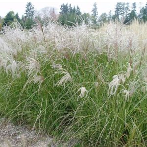 Miskant Chiński 'Sarabande'