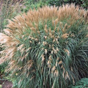 Miskant Chiński 'Yakushima Dwarf'