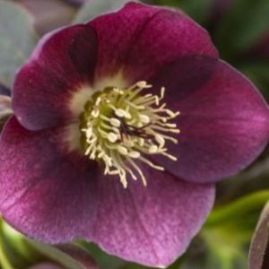 Ciemiernik orientalny 'Single Red Dark Leaves'