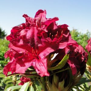 Różanecznik 'Kali'