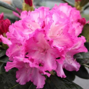 Różanecznik 'Bluriettia'