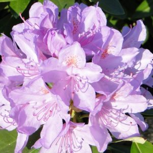 Różanecznik 'Catawbiense Grandiflorum'