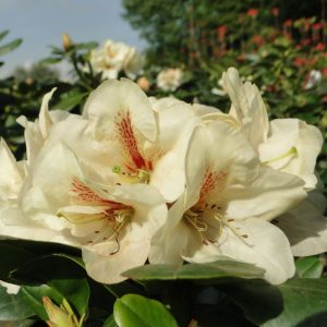 Różanecznik 'Goldkrone'