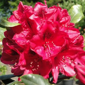 Różanecznik 'Nova Zembla'