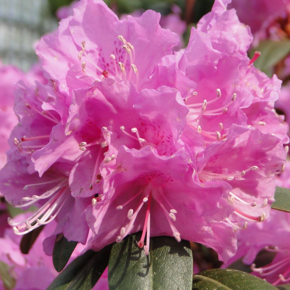 Różanecznik 'P.J.M. Elite'