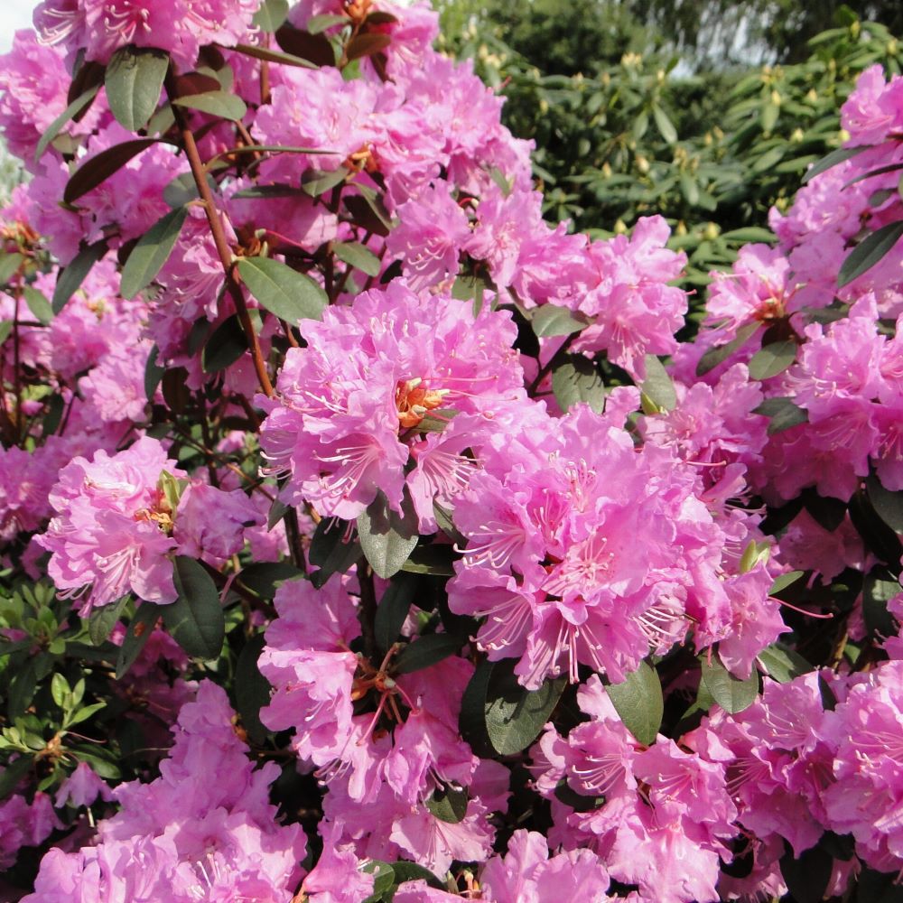 Różanecznik 'P.J.M. Elite' - obrazek 3