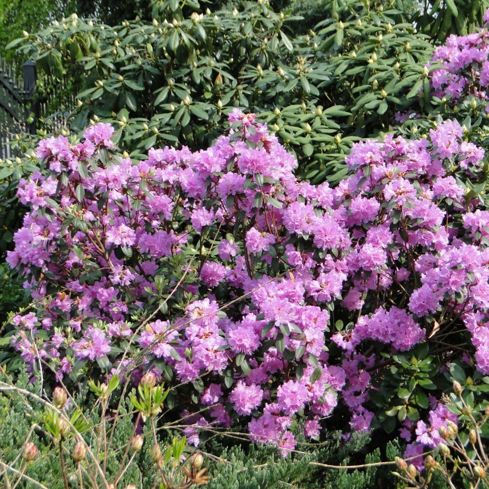 Różanecznik 'P.J.M. Elite' - obrazek 4