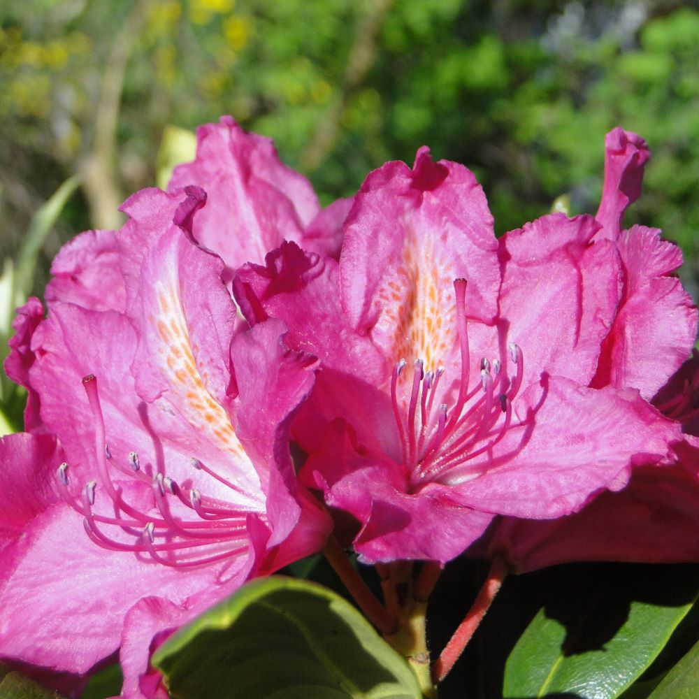 Różanecznik 'Pearces American Beauty' - obrazek 2