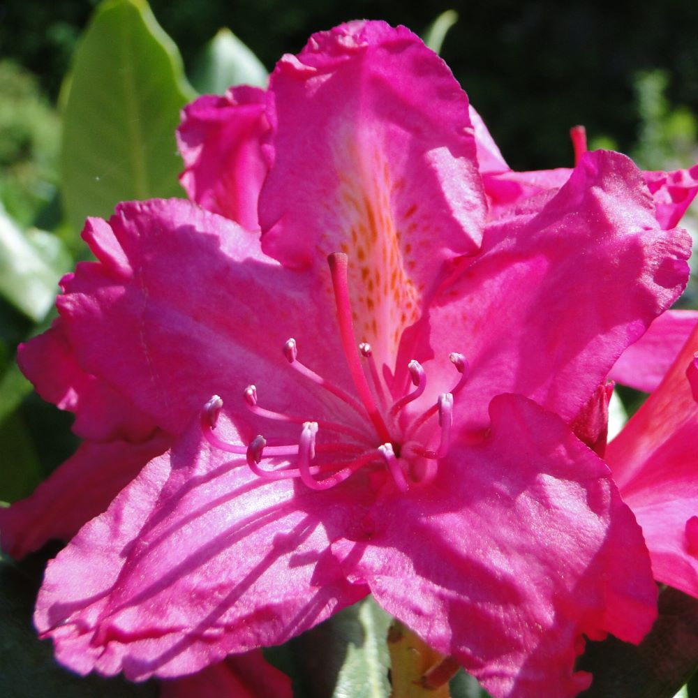 Różanecznik 'Pearces American Beauty'