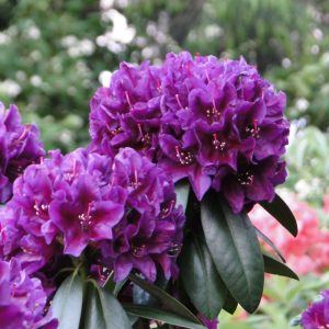 Różanecznik 'Polarnacht'