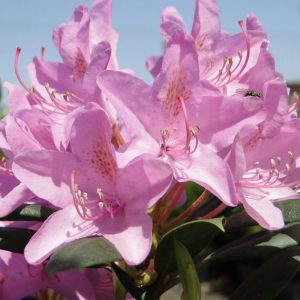 Różanecznik 'Roseum Elegans'