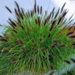 Rozplenica Japońska 'Black Beauty'