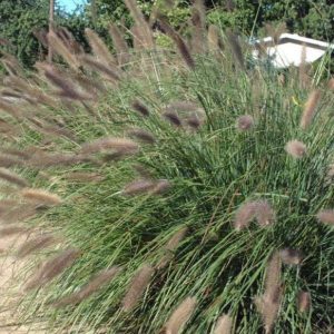 Rozplenica Japońska 'Foxtrot'