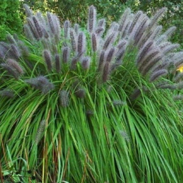 Rozplenica Japońska 'Lady U'