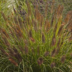 Rozplenica Japońska 'National Arboretum'