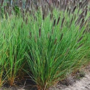 Rozplenica Japońska 'Paul's Giant'