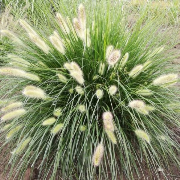 Rozplenica Japońska 'Reborn'