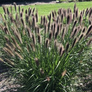 Rozplenica Japońska 'Viridescens'