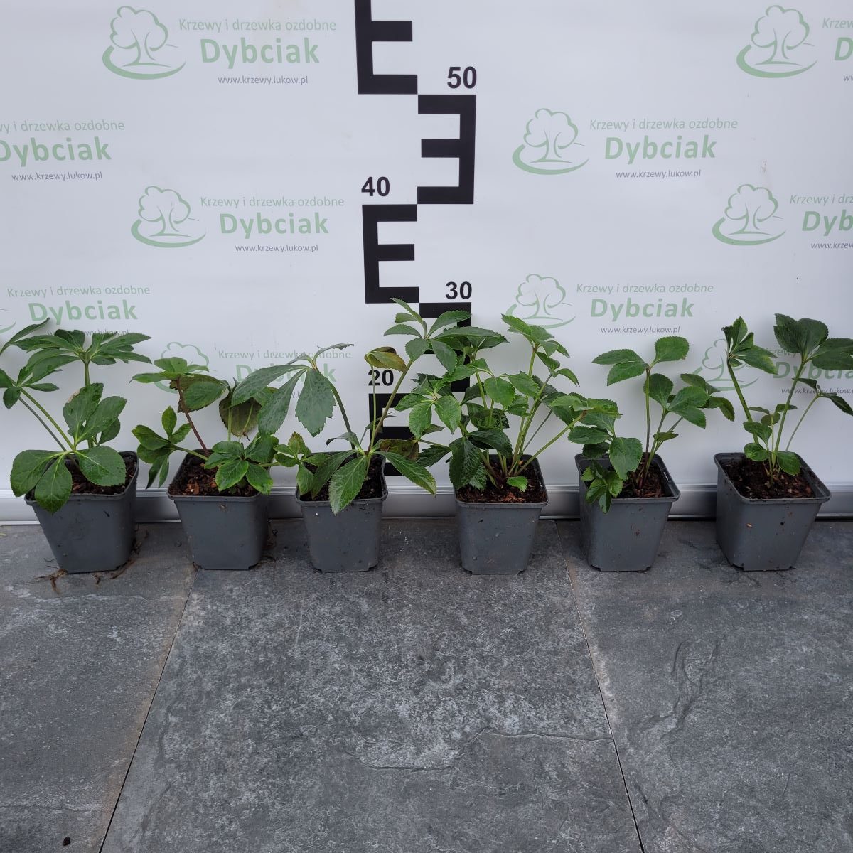 Ciemiernik orientalny 'Single Yellow Crossings MIX' - obrazek 2