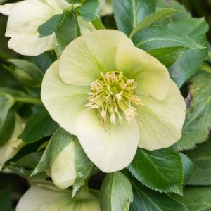 Ciemiernik orientalny 'Single Yellow Crossings MIX'