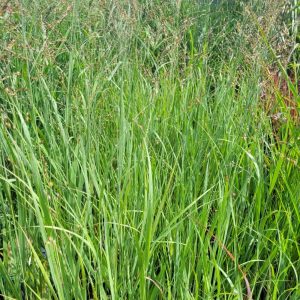 Proso Rózgowate 'Squaw'