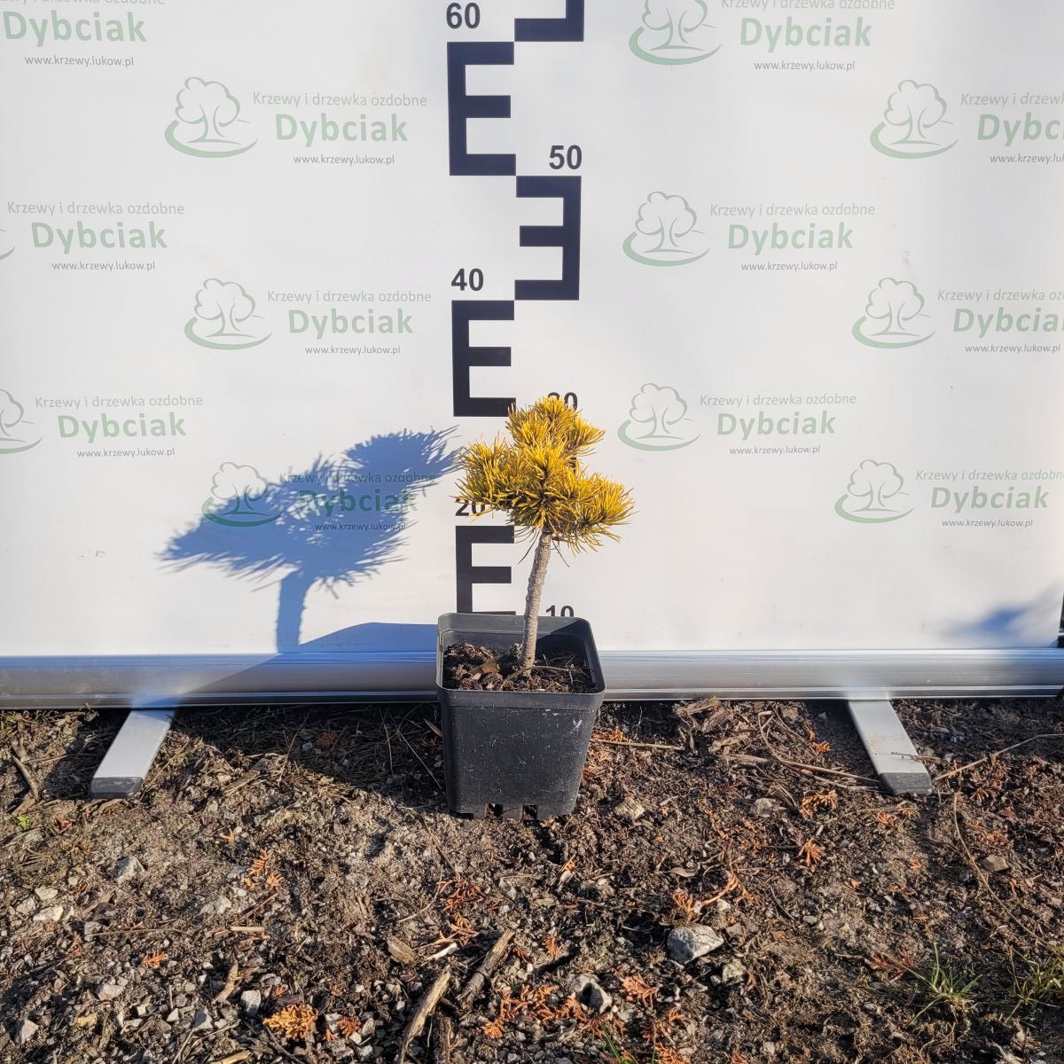 Sosna górska 'Ophir' - obrazek 2