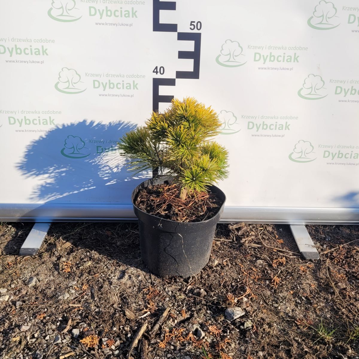 Sosna górska 'Ophir' - obrazek 3
