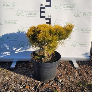 Sosna górska 'Ophir'