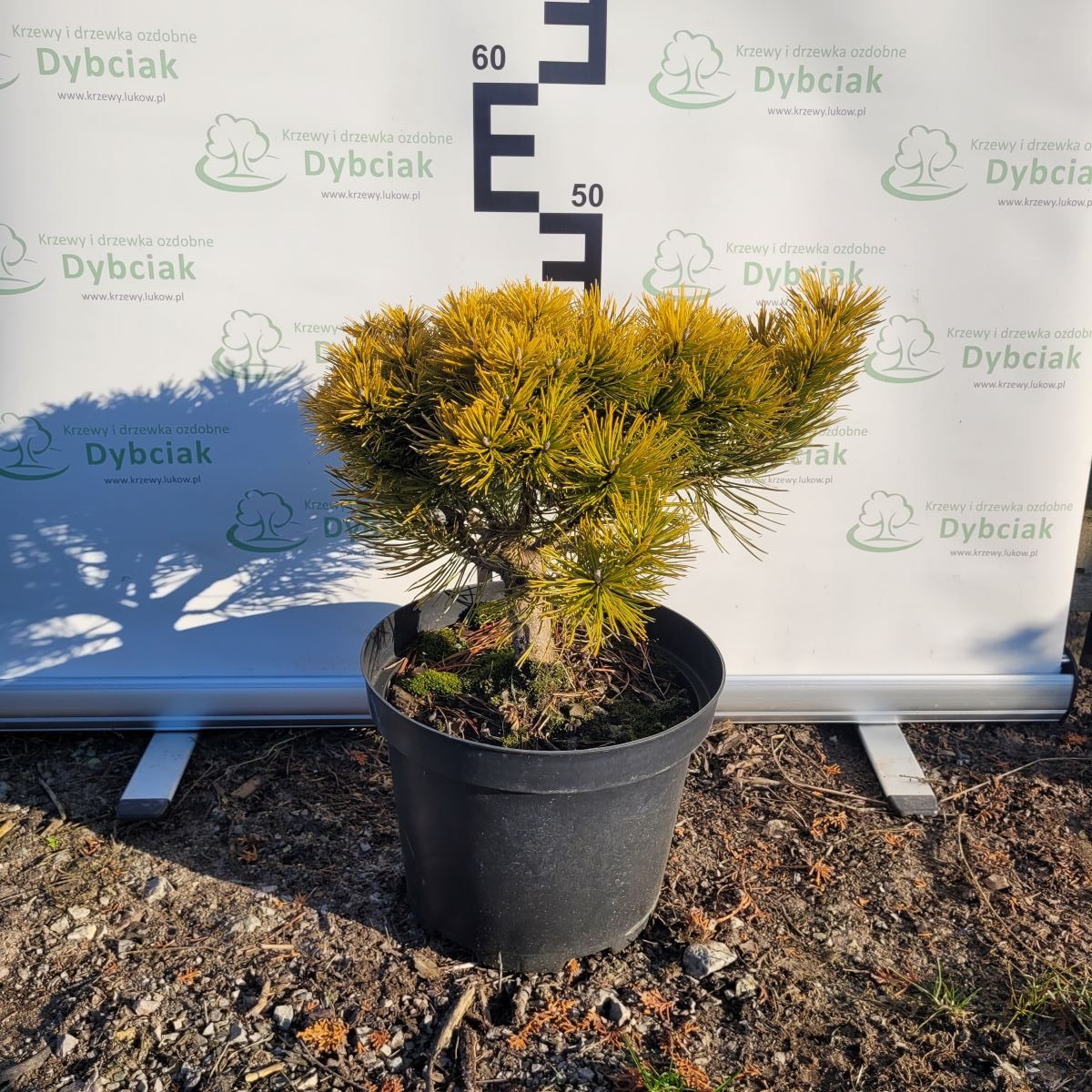 Sosna górska 'Ophir'
