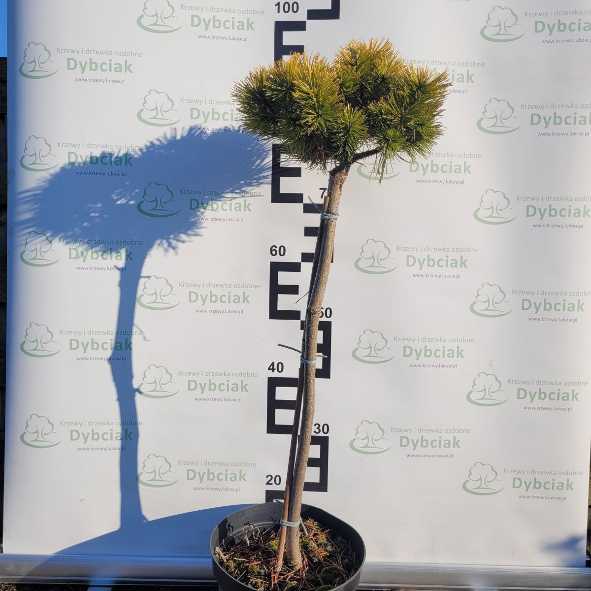 Sosna górska 'Ophir' - obrazek 6