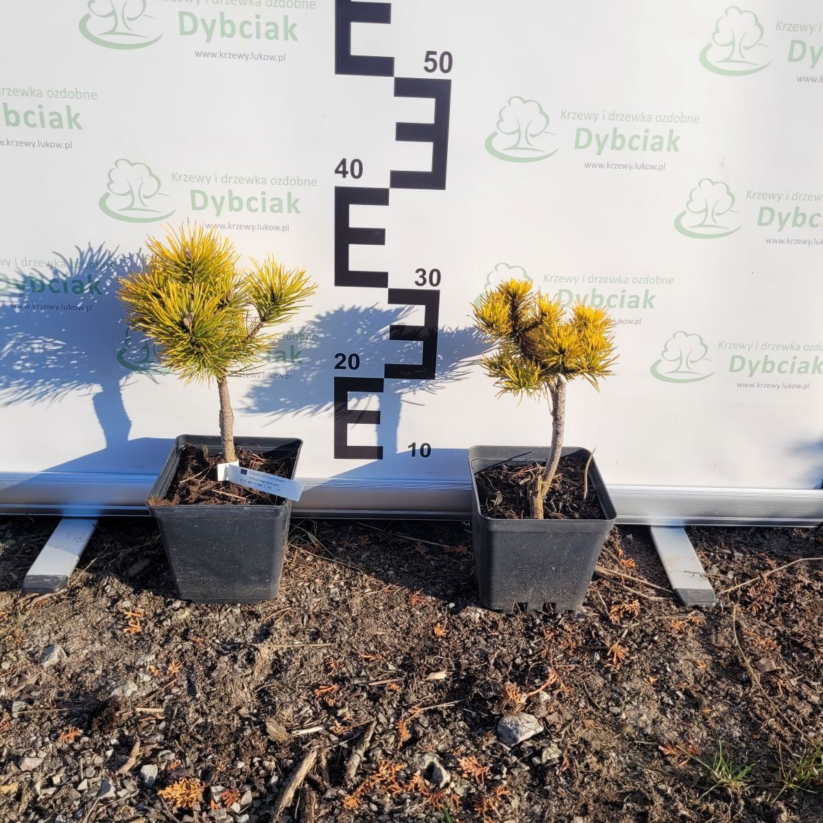 Sosna górska 'Winter Gold' - obrazek 2