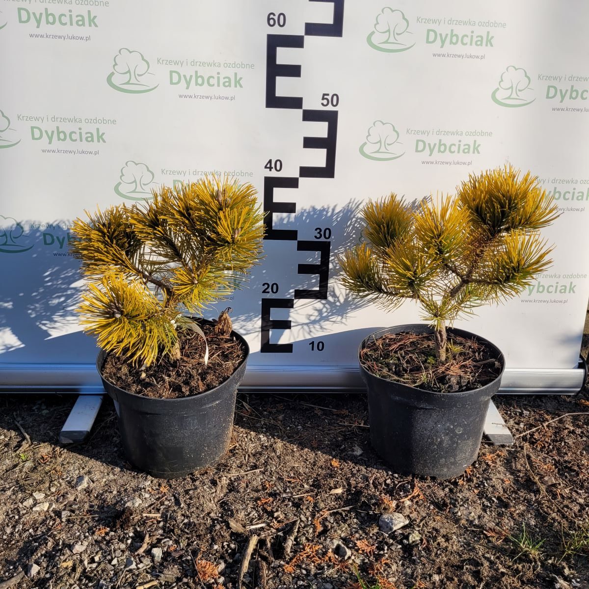 Sosna górska 'Winter Gold' - obrazek 3