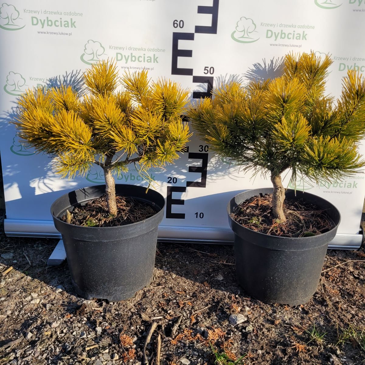 Sosna górska 'Winter Gold'