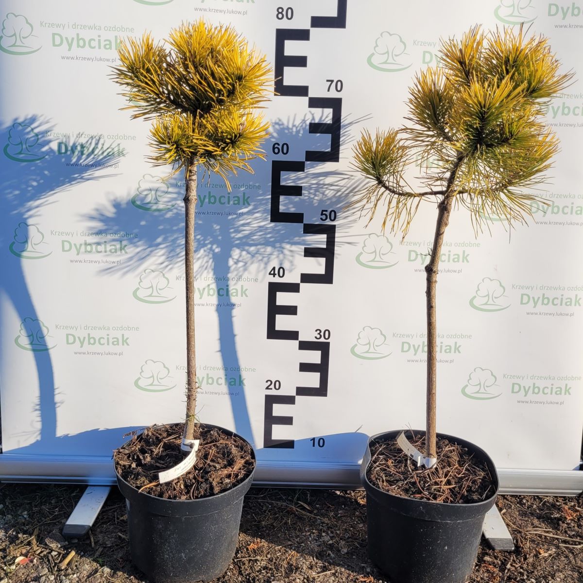 Sosna górska 'Winter Gold' - obrazek 5