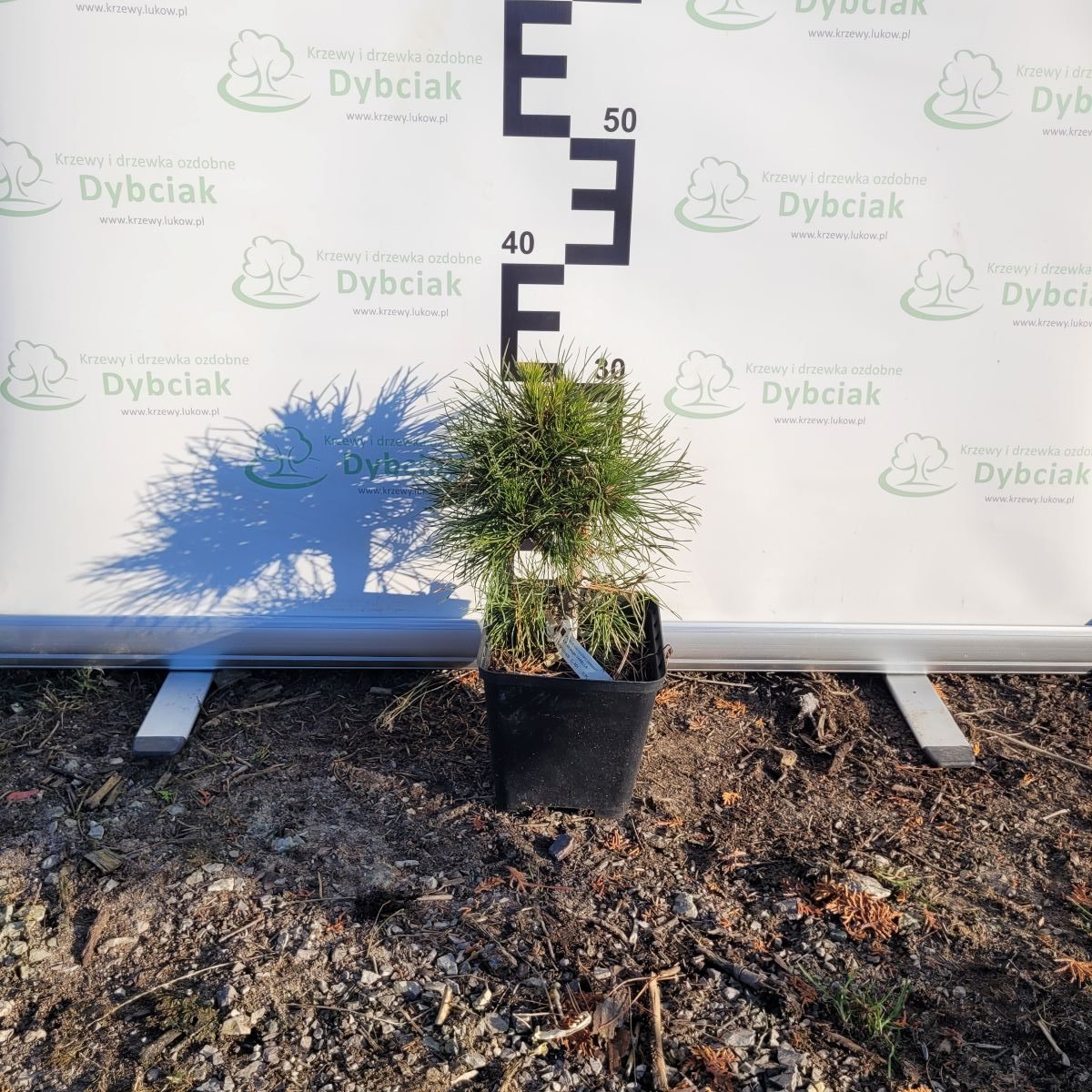 Sosna górska 'Varella' - obrazek 2