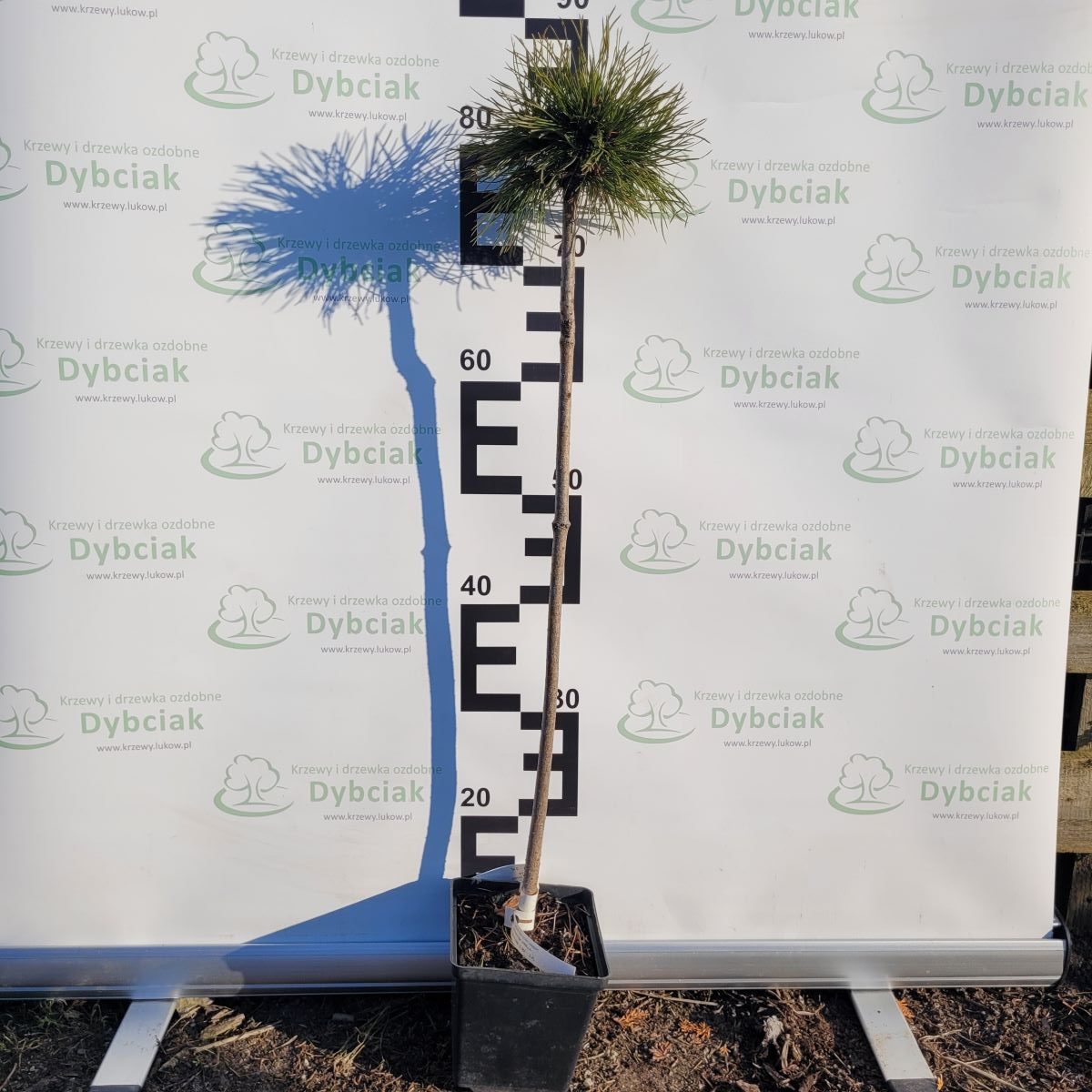 Sosna górska 'Varella' - obrazek 3